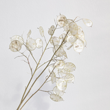 Suszona Lunaria / Miesięcznica - Pęk
