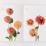 Flower Color Guide