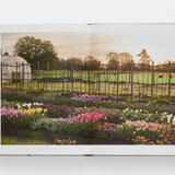 The Tulip Garden